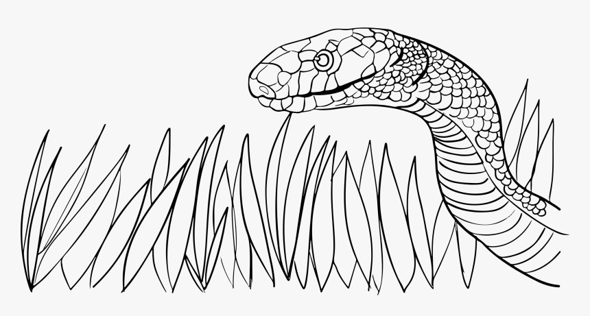 Snake In The Grass Clip Arts - Grass Snake Black And White, HD Png Download