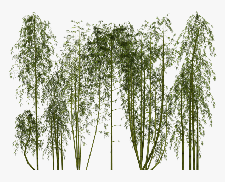 Bamboo Png Transparent Images - Transparent Bamboo Plant Png, Png Download