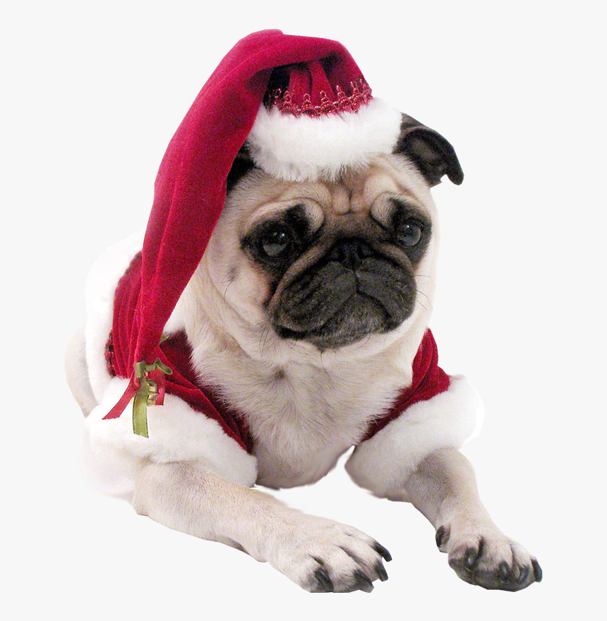 Christmas Pug Dog Transparent Background - Cool Dog No Background, HD Png Download
