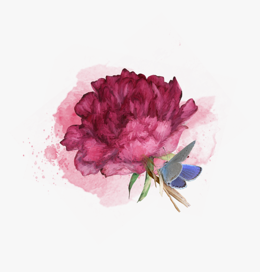 Common Peony, HD Png Download