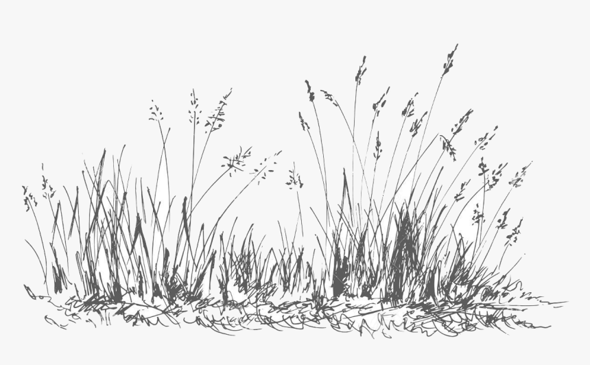 Grass , Png Download - Grass, Transparent Png