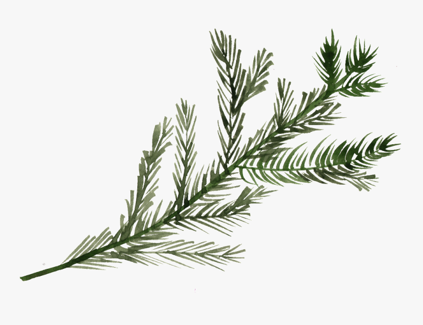 Pine Tree Branch Png, Transparent Png