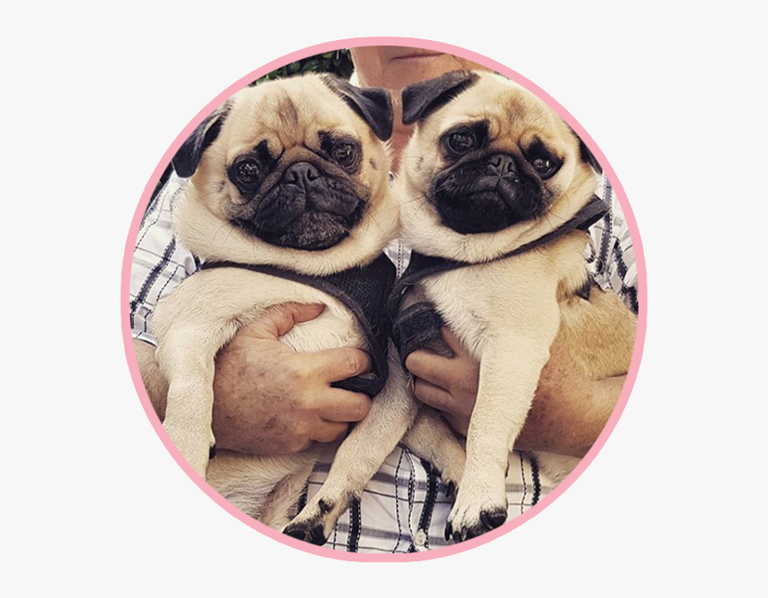 Pikeletthepug 4 - Pug - Pug, HD Png Download