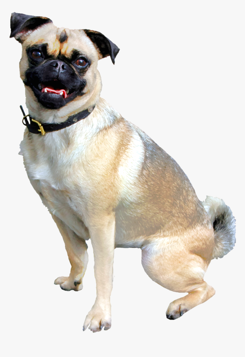 Vendaje Para Perros, HD Png Download