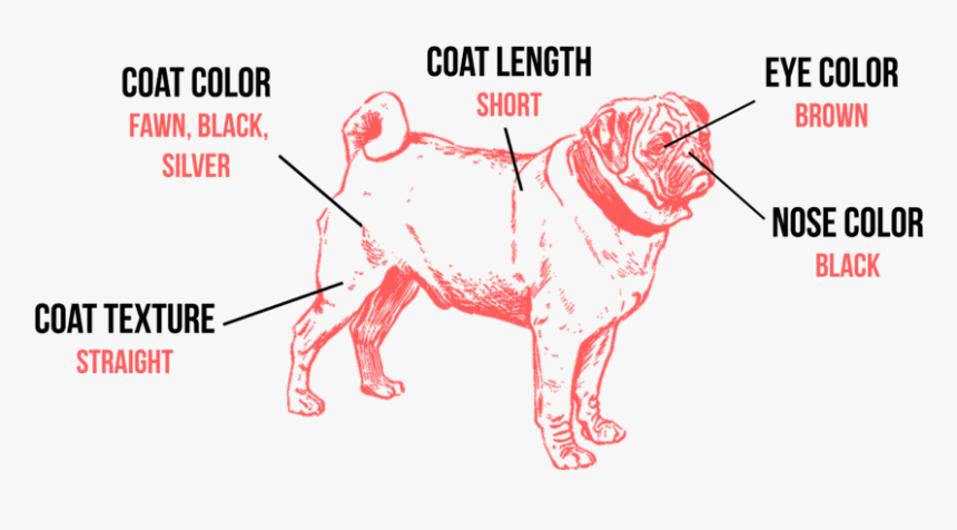 Black And White Pug Png, Transparent Png