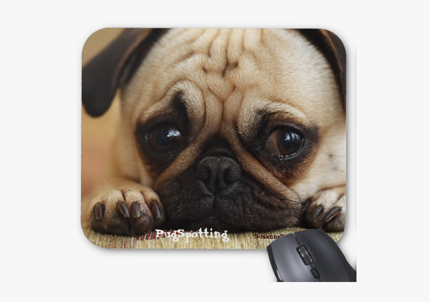 Pugspotting Pug Head Shot Mouse Pads - Cute Sad Puppy Eyes, HD Png Download