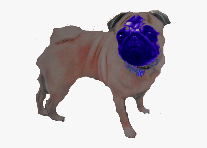 Pug, HD Png Download