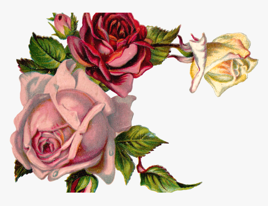 Free Digital Flower Pink Rose Corner Design - Vintage Flower Graphic Png, Transparent Png
