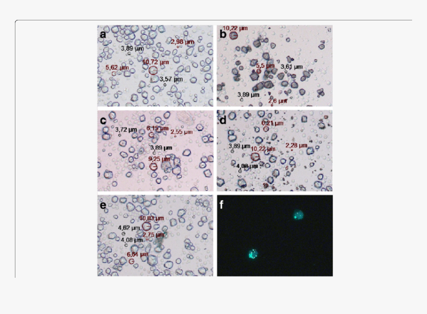 Light Microscopic Images Of Human Pbmcs Together With - Motif, HD Png Download