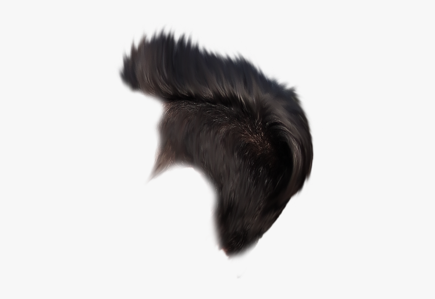 Hair Png - Feather, Transparent Png