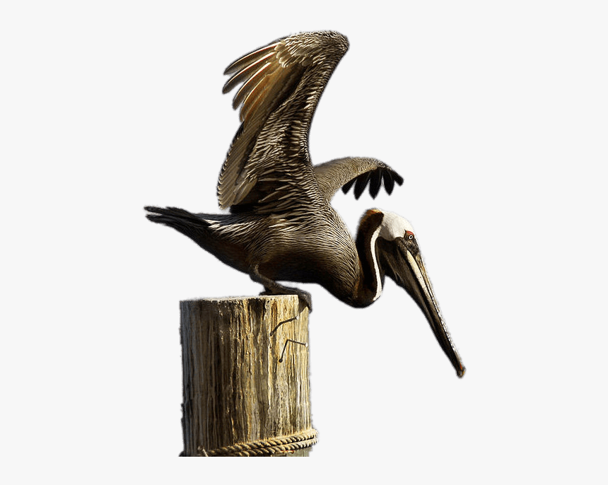 Brown Pelican On Boulder - Brown Pelican, HD Png Download