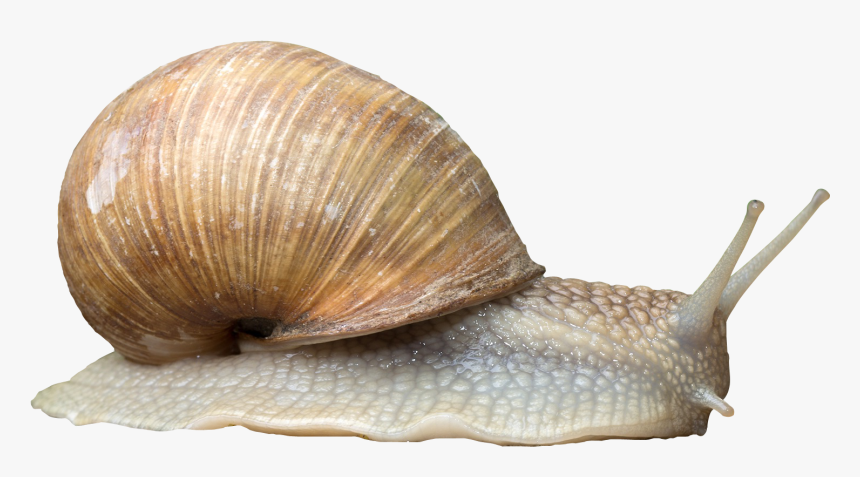 Snail - Snail Png, Transparent Png