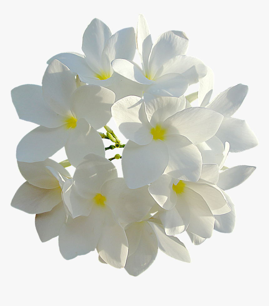 White Flower Png, Transparent Png