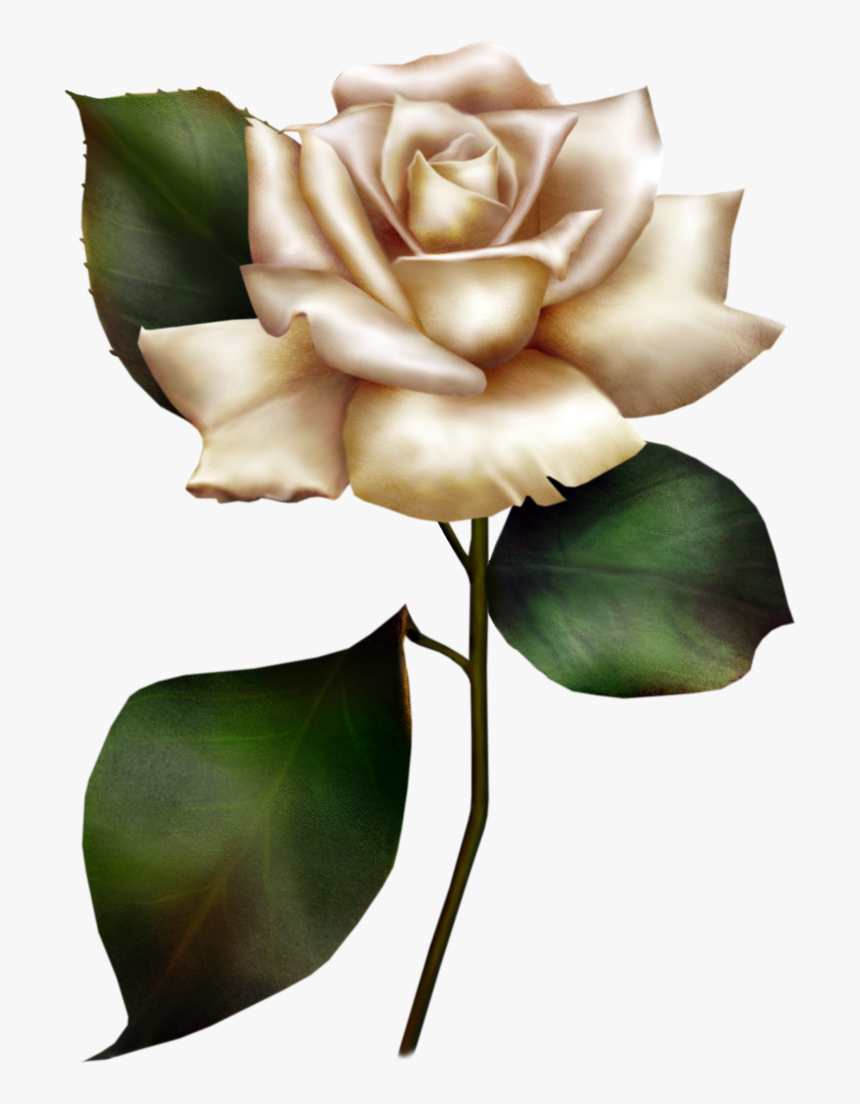 Clipart Of White Roses, HD Png Download