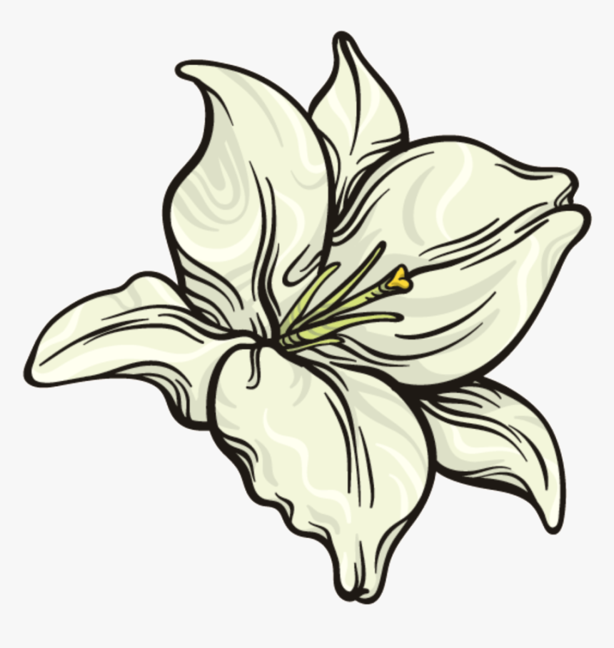 This Graphics Is Snow White Flower Png Transparent - Lily, Png Download