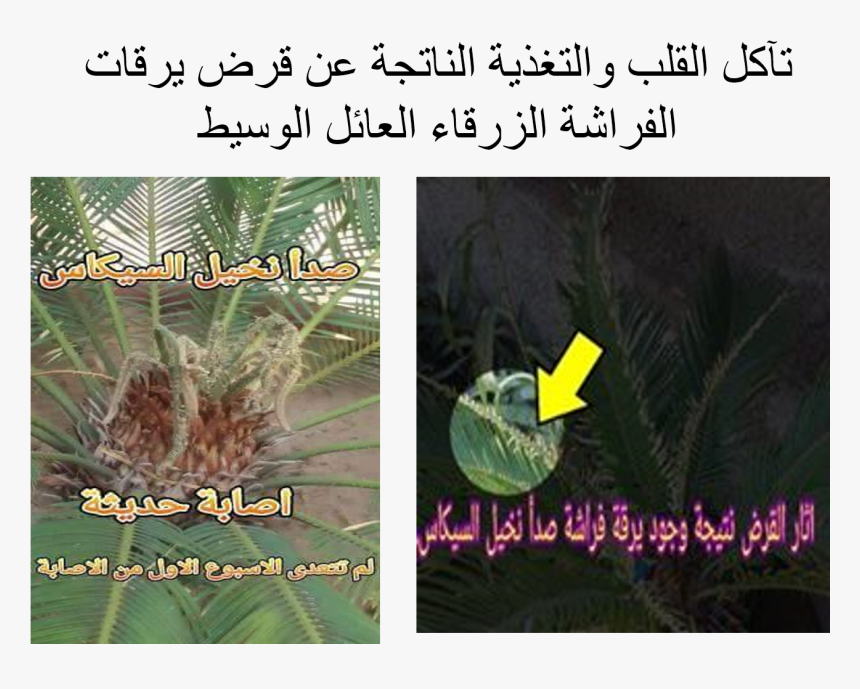 Cycas Revoluta Rust Symptoms - Plantation, HD Png Download