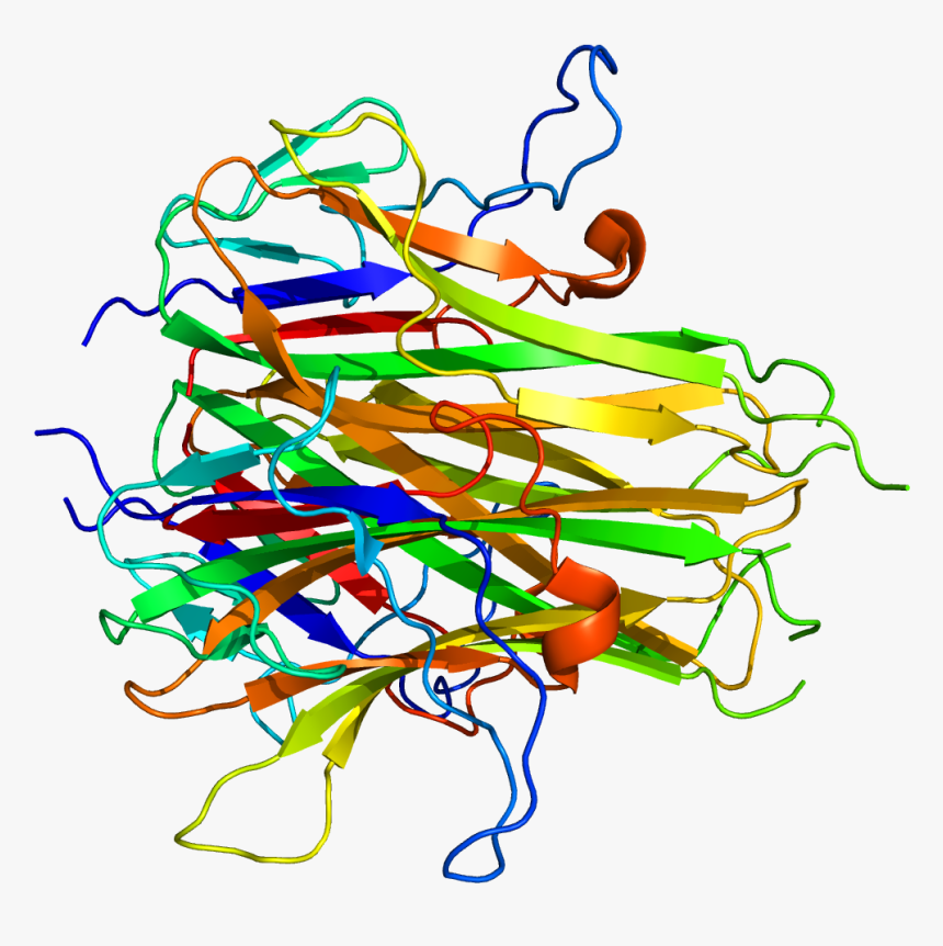 Protein Tnfsf15 Pdb 2o0o - Tnfsf15, HD Png Download