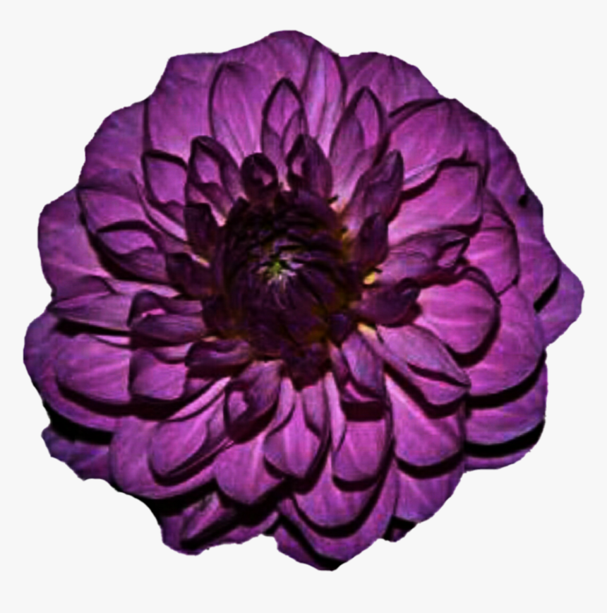 Go To Image - Purple Flower, HD Png Download