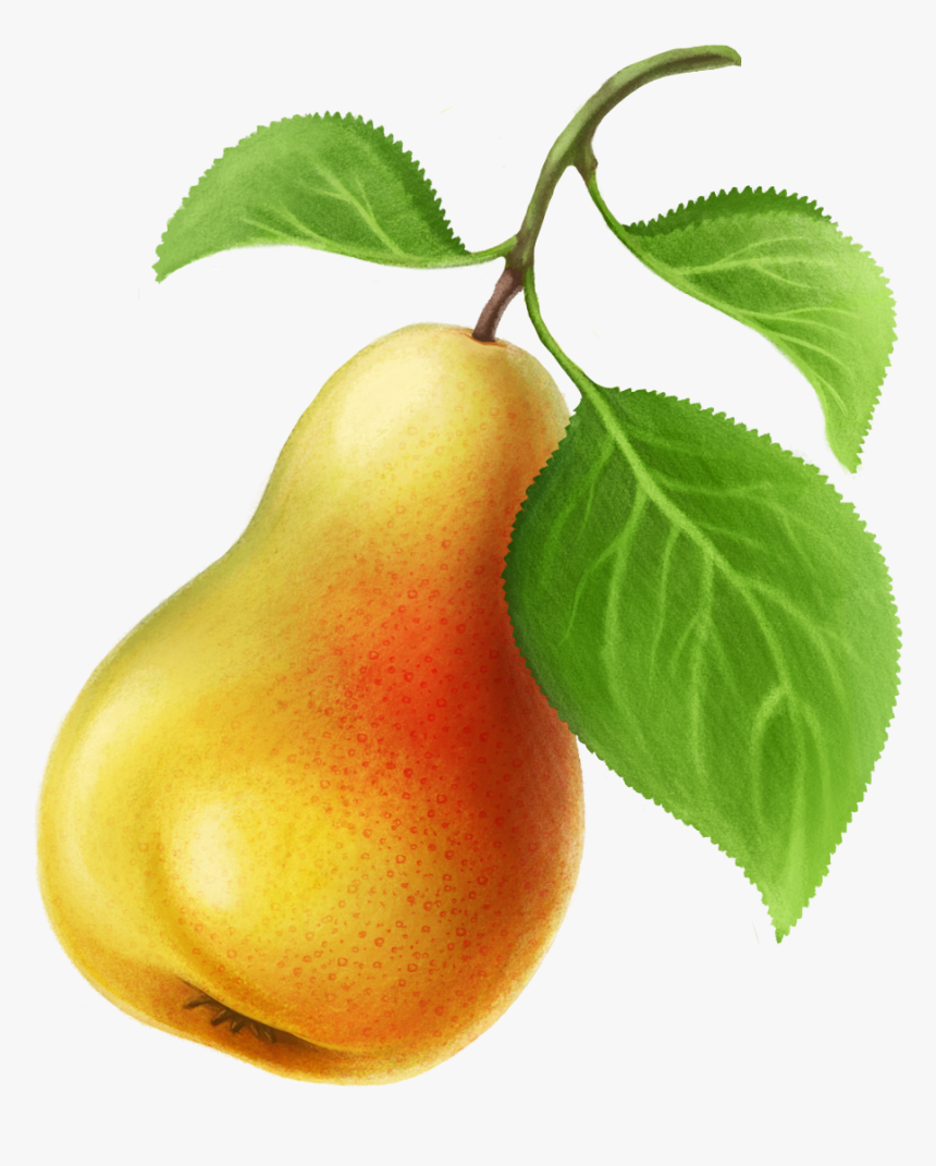 Pear, HD Png Download