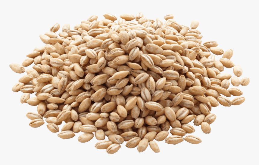 Barley Png Image Png Icon - Grain Barley, Transparent Png