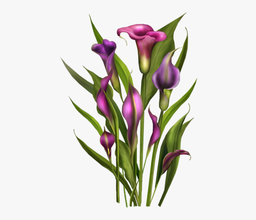 Tubes Fleurs / Bouquets Spring Flowers, Calla Lily, - Purple Lily Png Transparent, Png Download