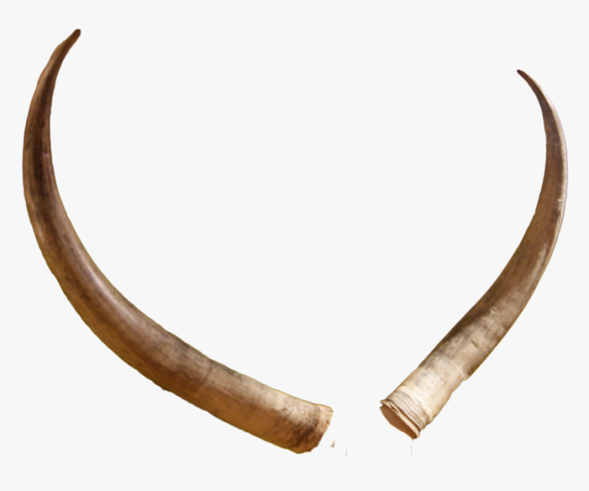 Reindeer Antler Portable Network Graphics Clip Art - Animal Horn Transparent Background, HD Png Download