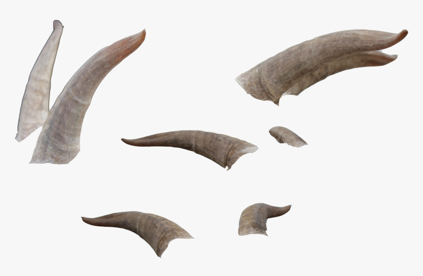 Goat Horns Png - Horns Png, Transparent Png