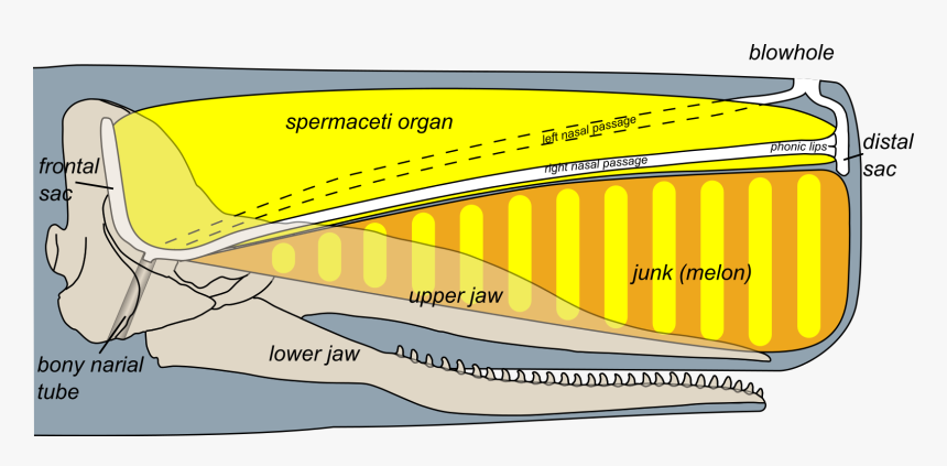 Spermaceti Organ In Whales, HD Png Download