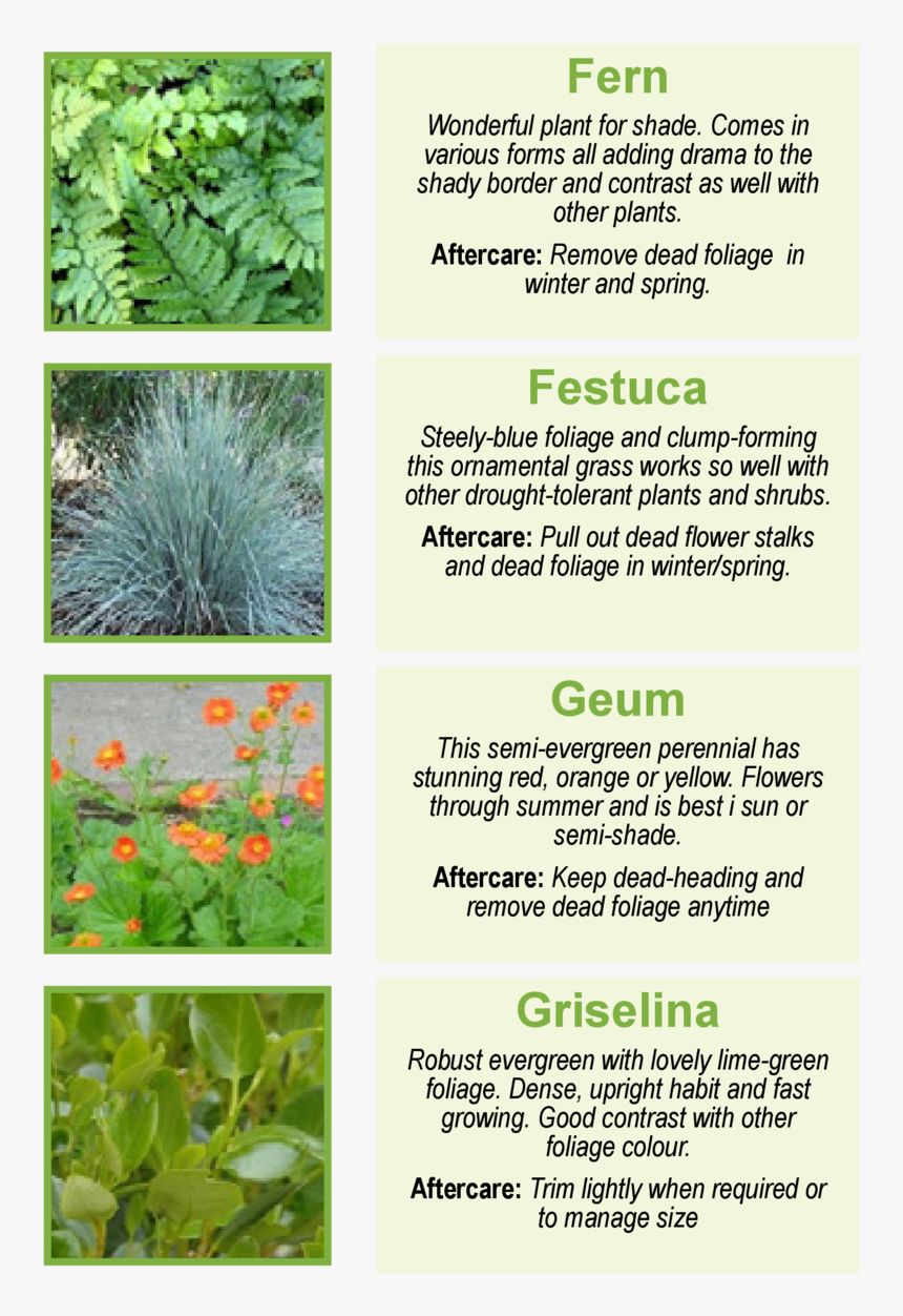 Aloe, HD Png Download