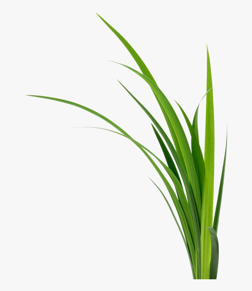 A Grouping Of Plants - Sweet Grass, HD Png Download