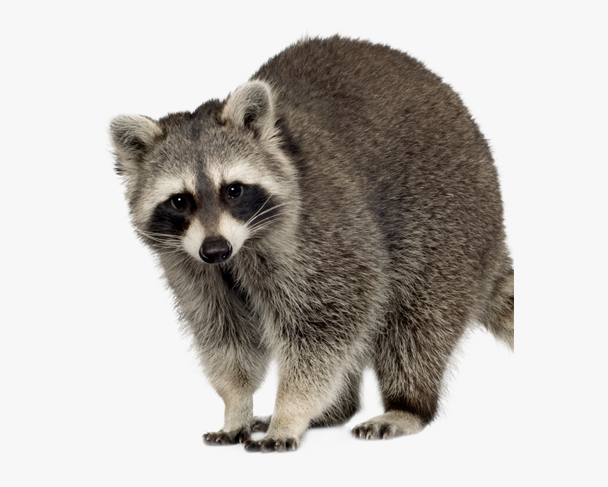 Raccoon Squirrel Feral Cat Rodent - Clipart Raccoon, HD Png Download