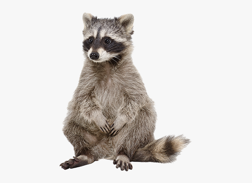 Raccoon Png Free Download - Raccoon Png, Transparent Png