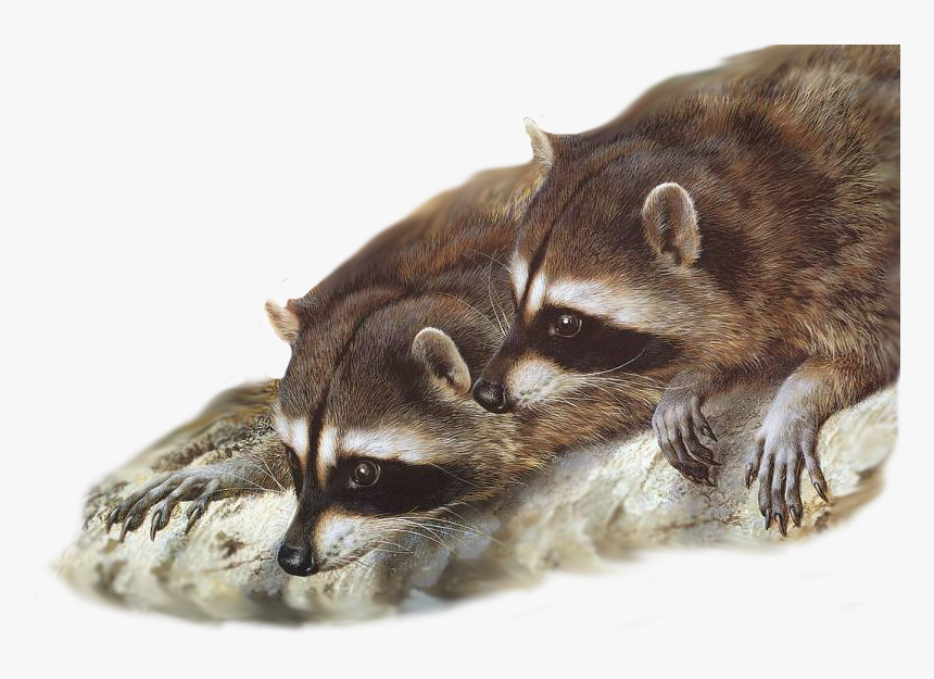 Raccoon Painting Wildlife Desktop Wallpaper Gray Wolf - Raccoons Together, HD Png Download