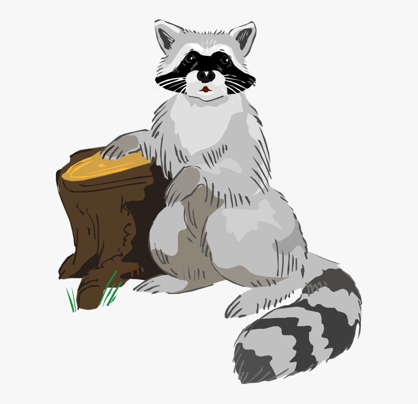Free Raccoon Hd Image Clipart - Clip Art, HD Png Download
