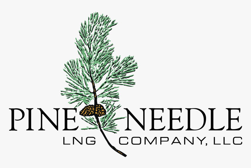 Pond Pine, HD Png Download
