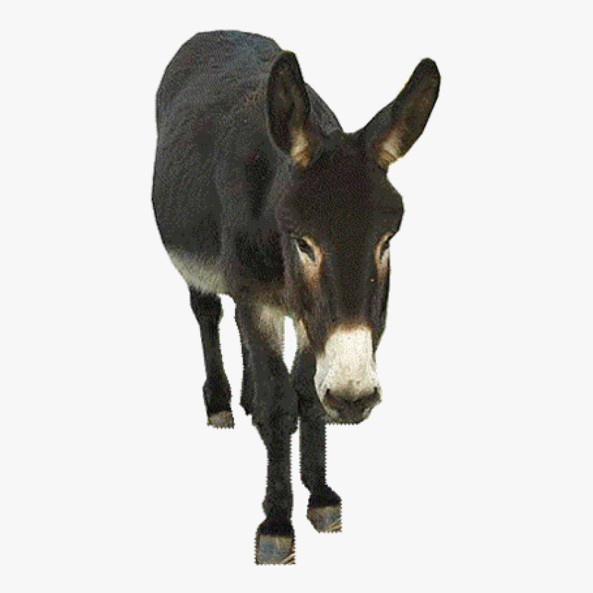 Donkey, HD Png Download