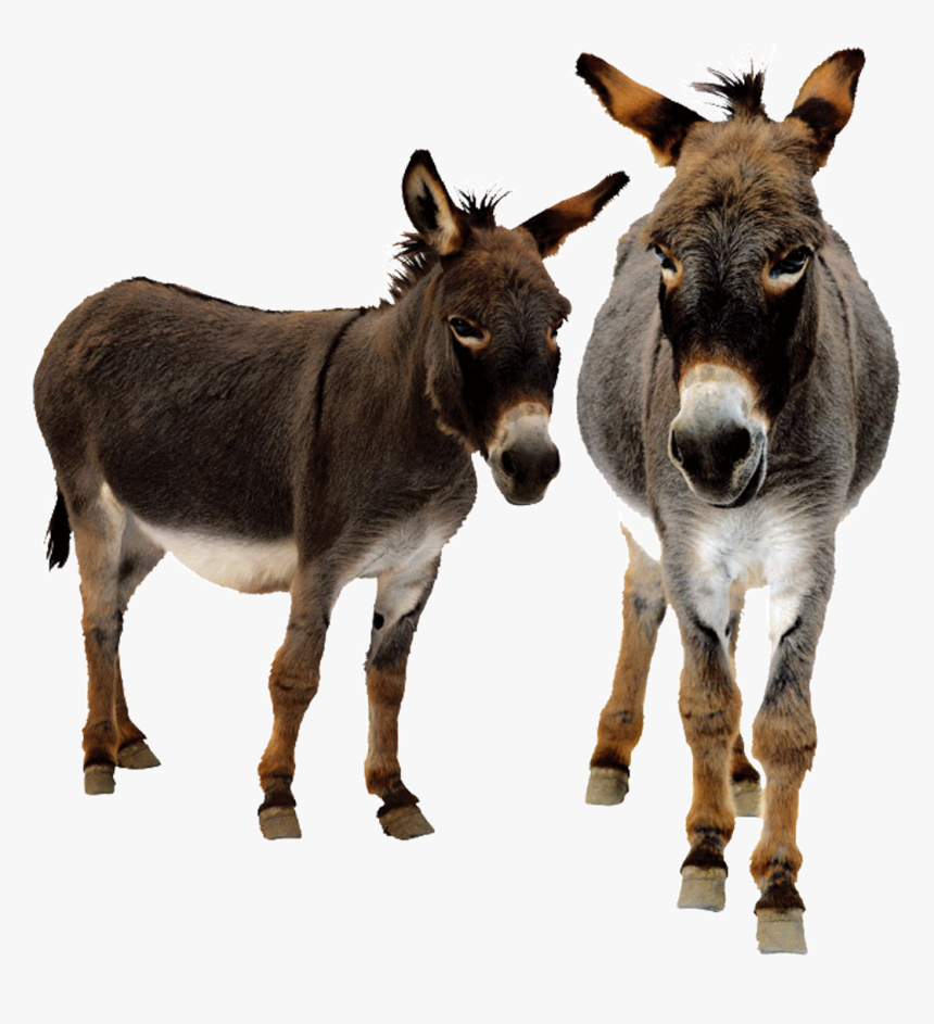Donkey With 3 Legs, HD Png Download