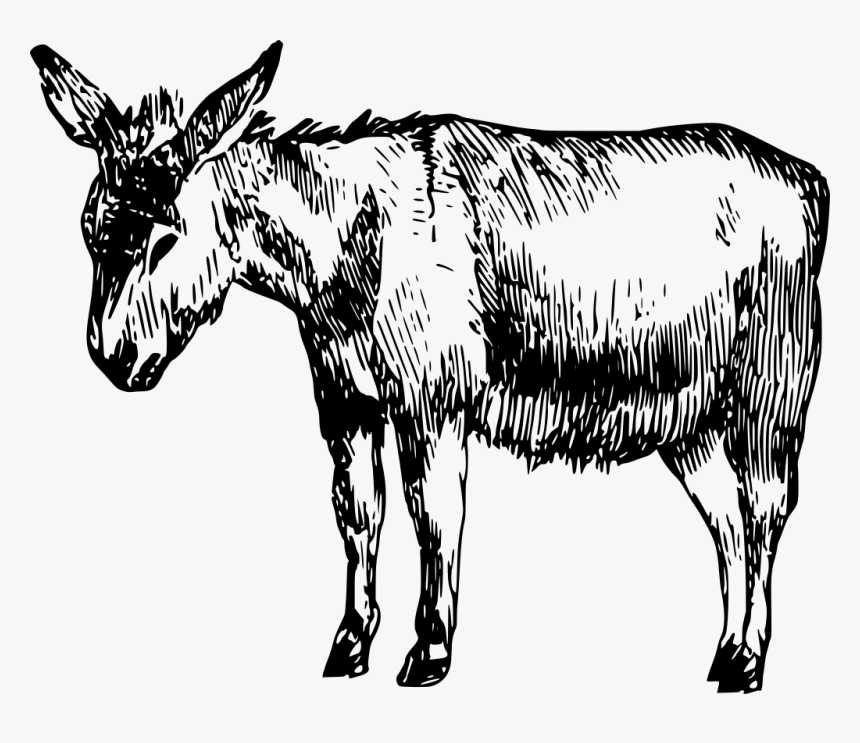 Imagenes De Burro Blanco Y Negro, HD Png Download