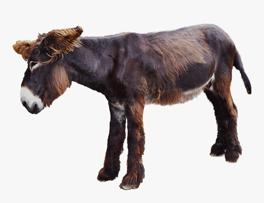 Moose Donkey, Isolated, Mammal, Long Eared, Animals - Veetu Vilangugal In Tamil, HD Png Download