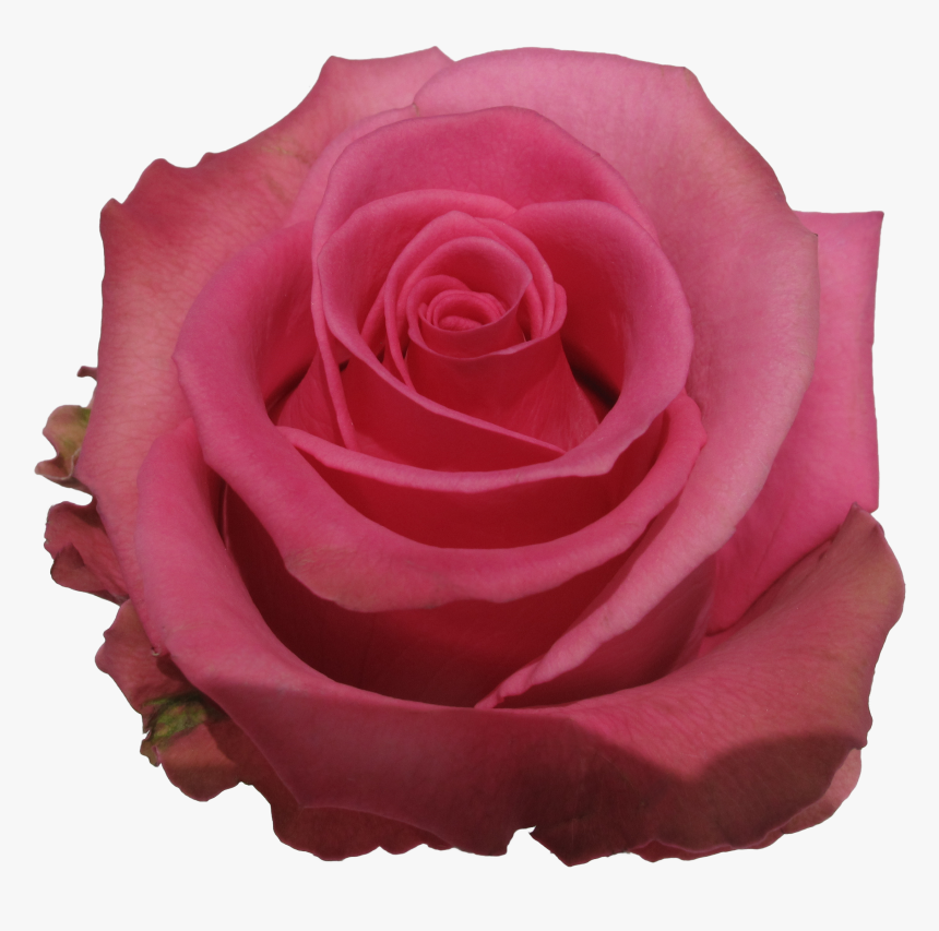 Garden Roses, HD Png Download