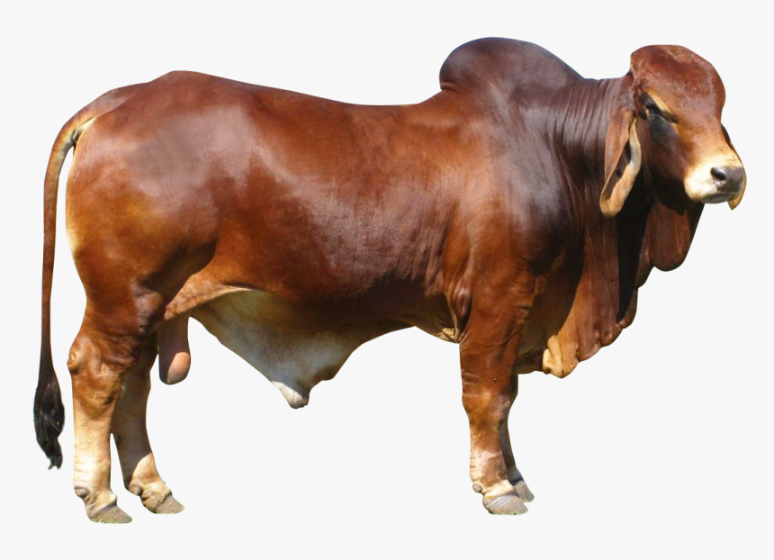 Bull Png Image - Bull Png, Transparent Png