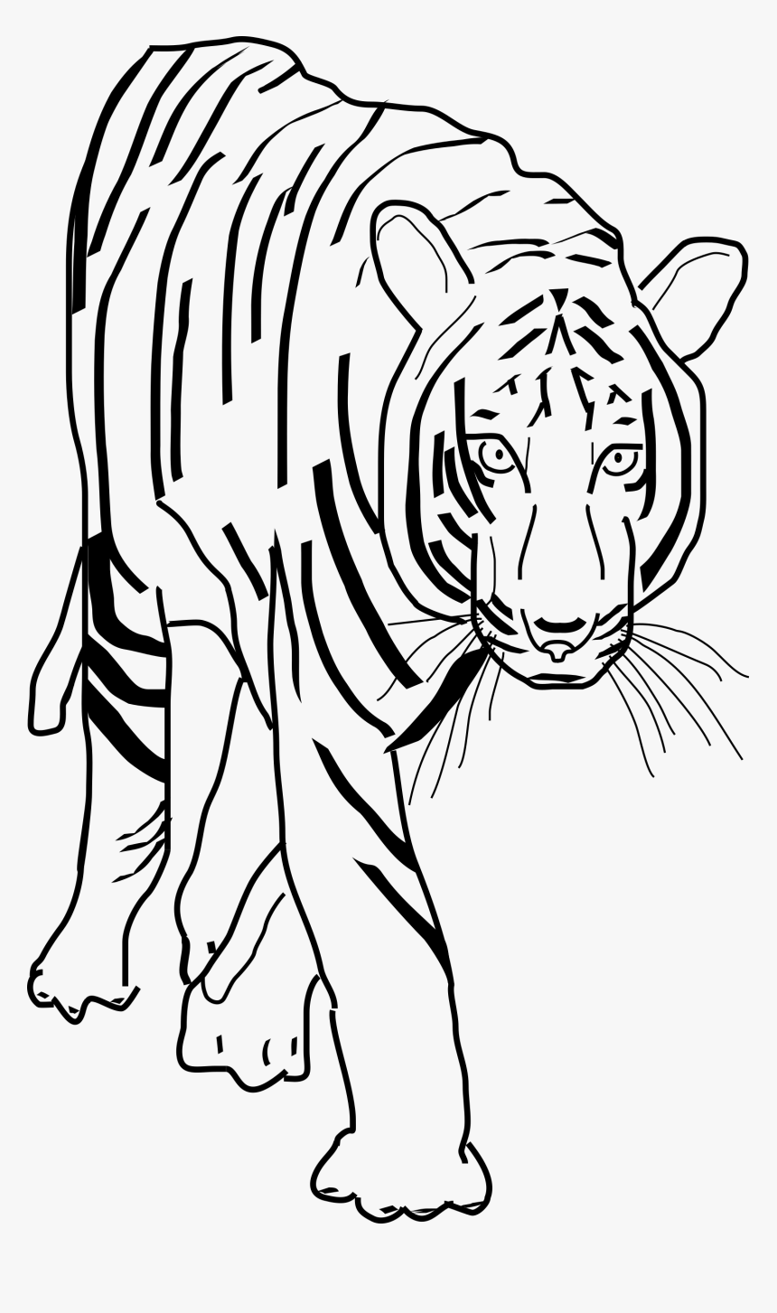 Black And White Clipart Best Beobbf Clipart Anonymous - Transparent Tiger Clipart Black And White, HD Png Download