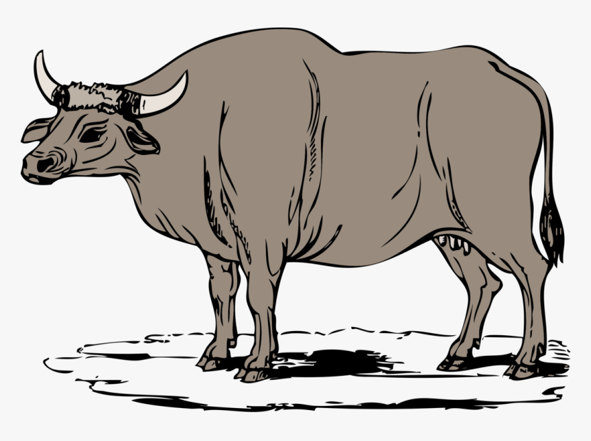 Livestock,monochrome Photography,bull - Gaur Clipart, HD Png Download