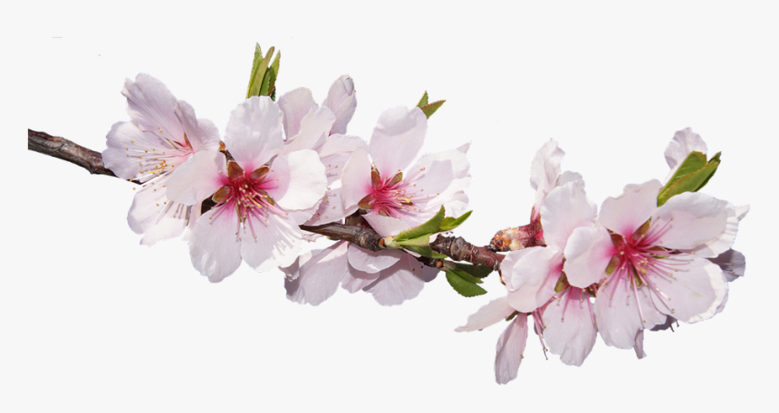 Sakura Pink Flowers Png Free Pic - New Good Morning Images Hd Romantic, Transparent Png