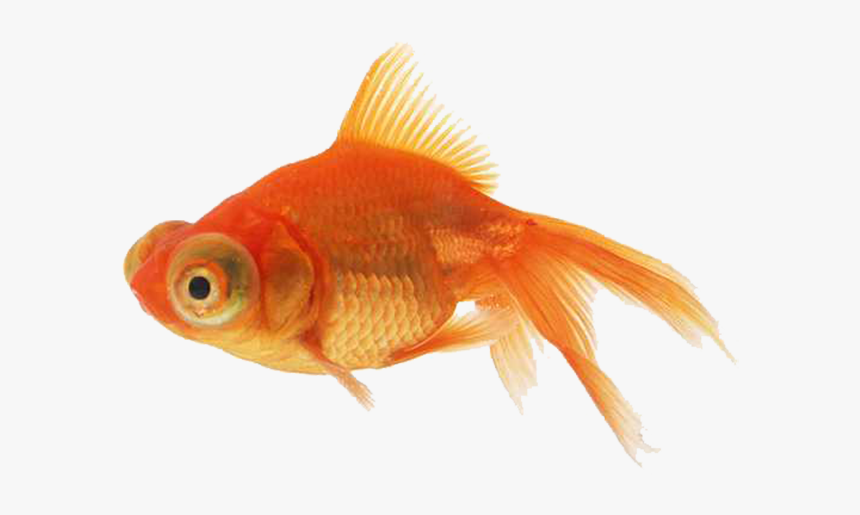 Goldfish, HD Png Download