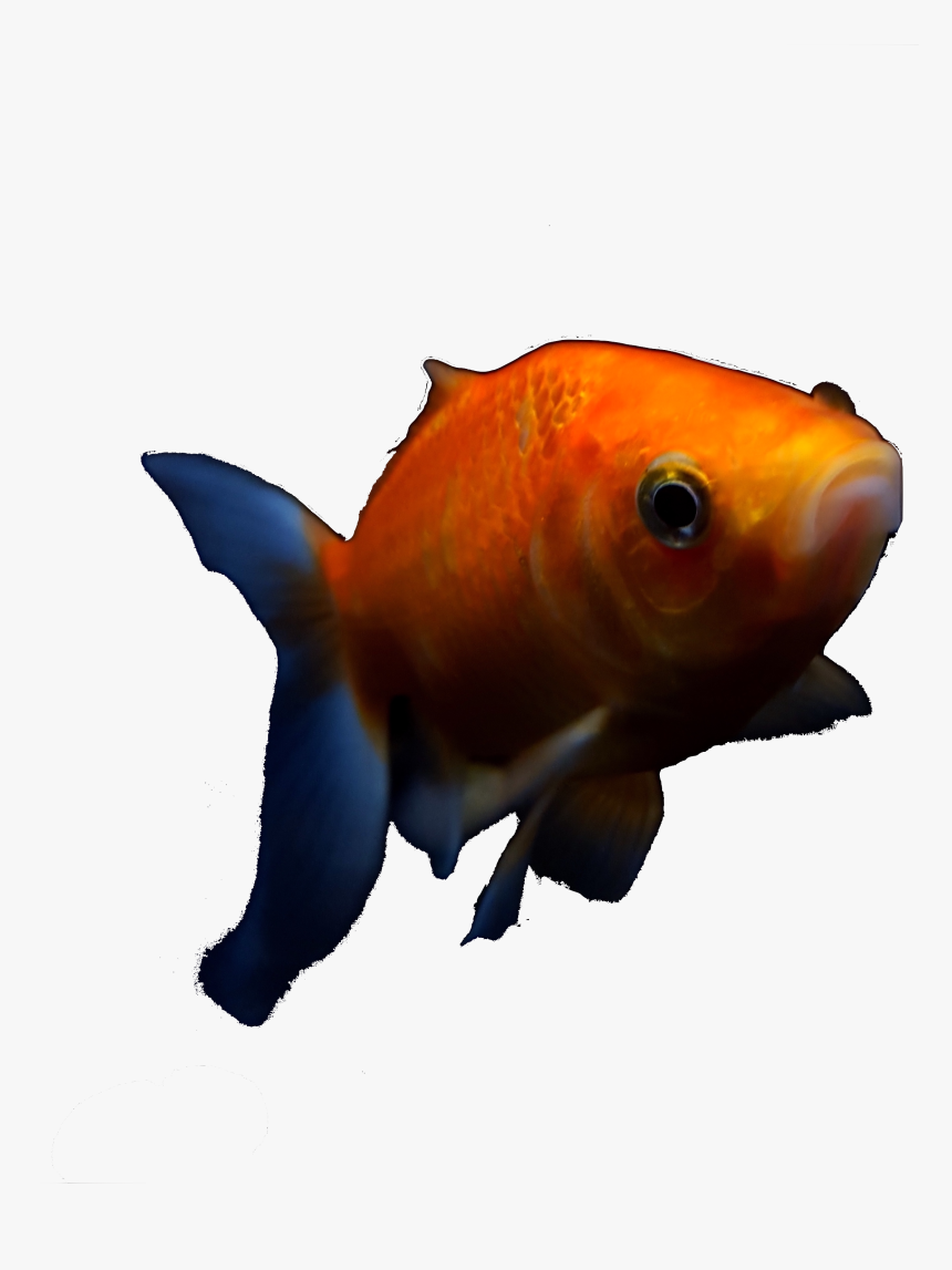 Goldfish , Png Download - Goldfish, Transparent Png