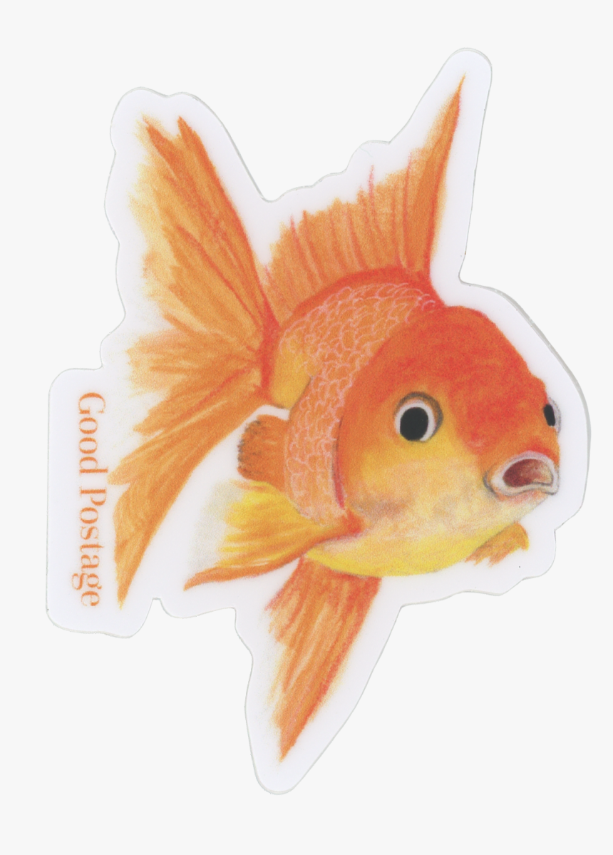 Goldfish, HD Png Download