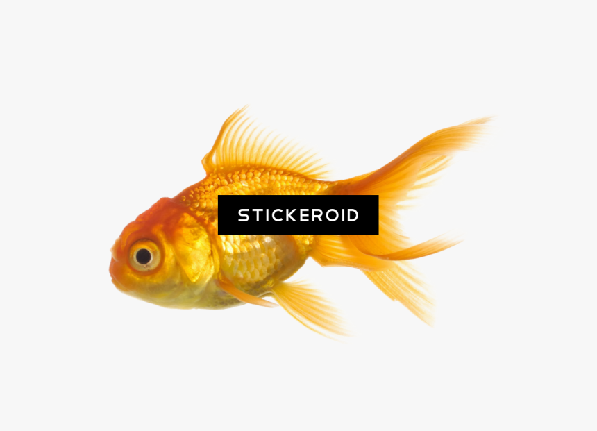 Goldfish , Png Download - Goldfish, Transparent Png