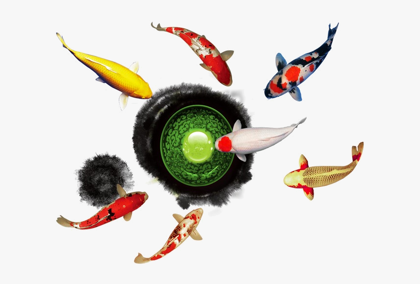 Dragon Ball Fish Play Clipart Goldfish Image And Transparent - Insect, HD Png Download