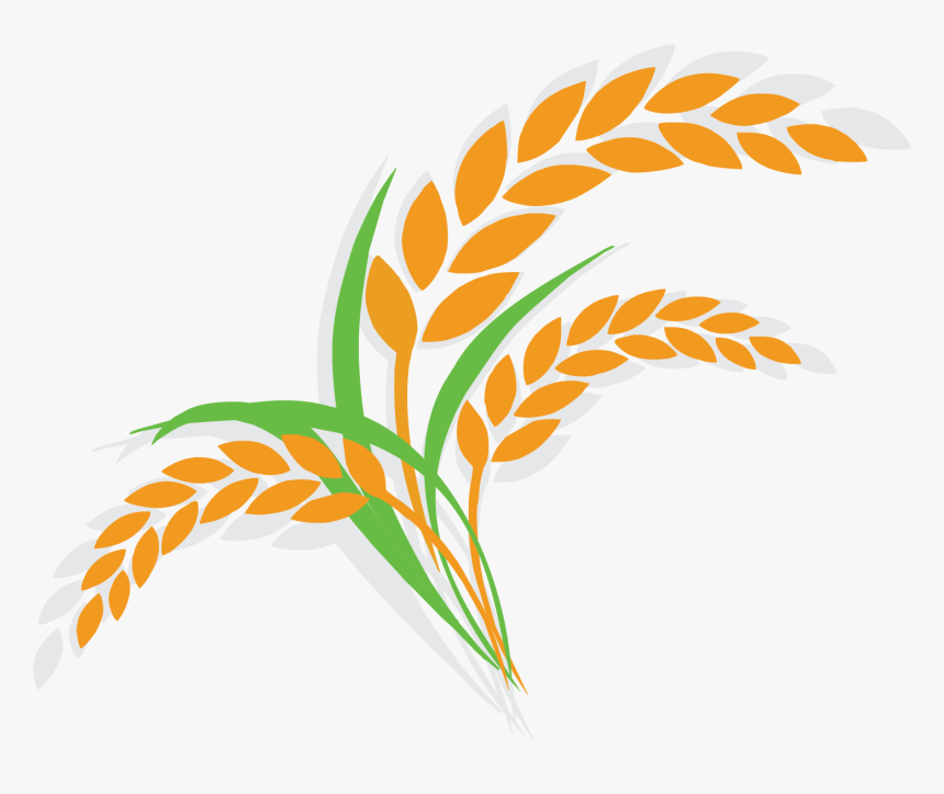 Oatmeal Clipart Breakfast Item - Rice Plant Clipart Png, Transparent Png